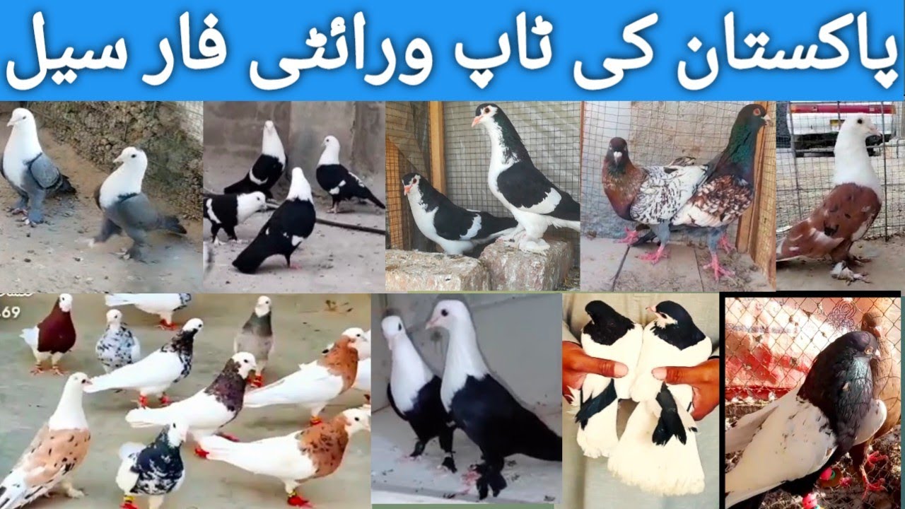 Kalyary Karblai & ablac pigein for sale||top waraity from pakistan for sale||