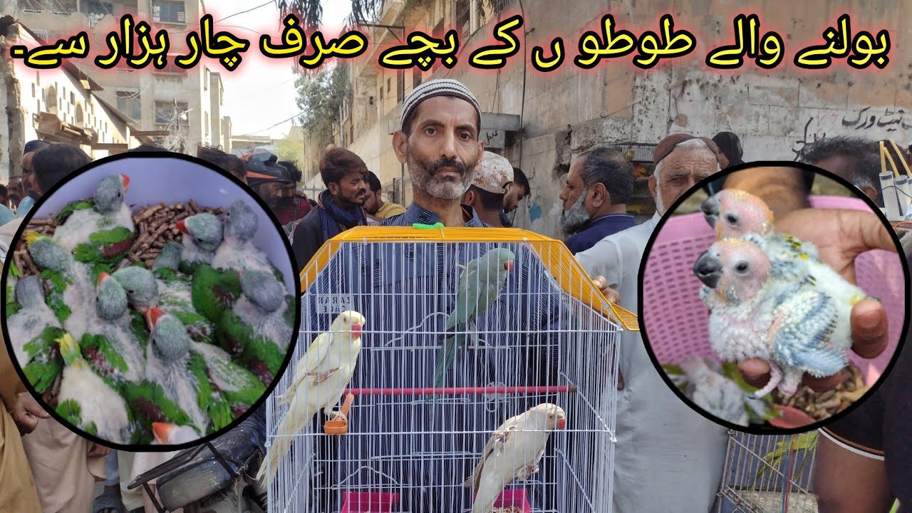 Цены на экзотических попугаев и птенцов 15.02.2026 | Воскресный птичий рынок Лалухет, Карачи / Па...