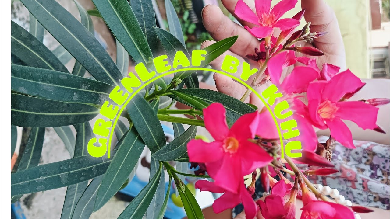 Repotting of Oleander plant (କରବୀର ଗଛ)🌳