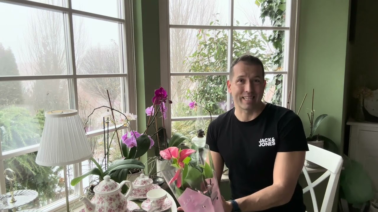 Anthurium : flamingóvirág apolasa, virágoztatása