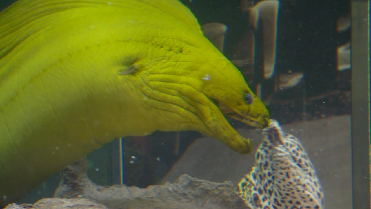 Titus O`Neil Loves Gators, Not Eels | Tanked