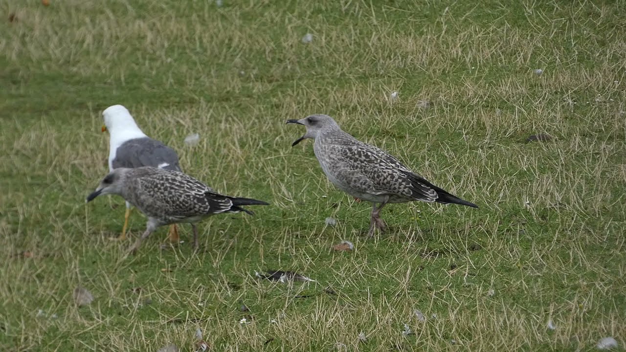 Lesser Black-Backed Gull feeding two young