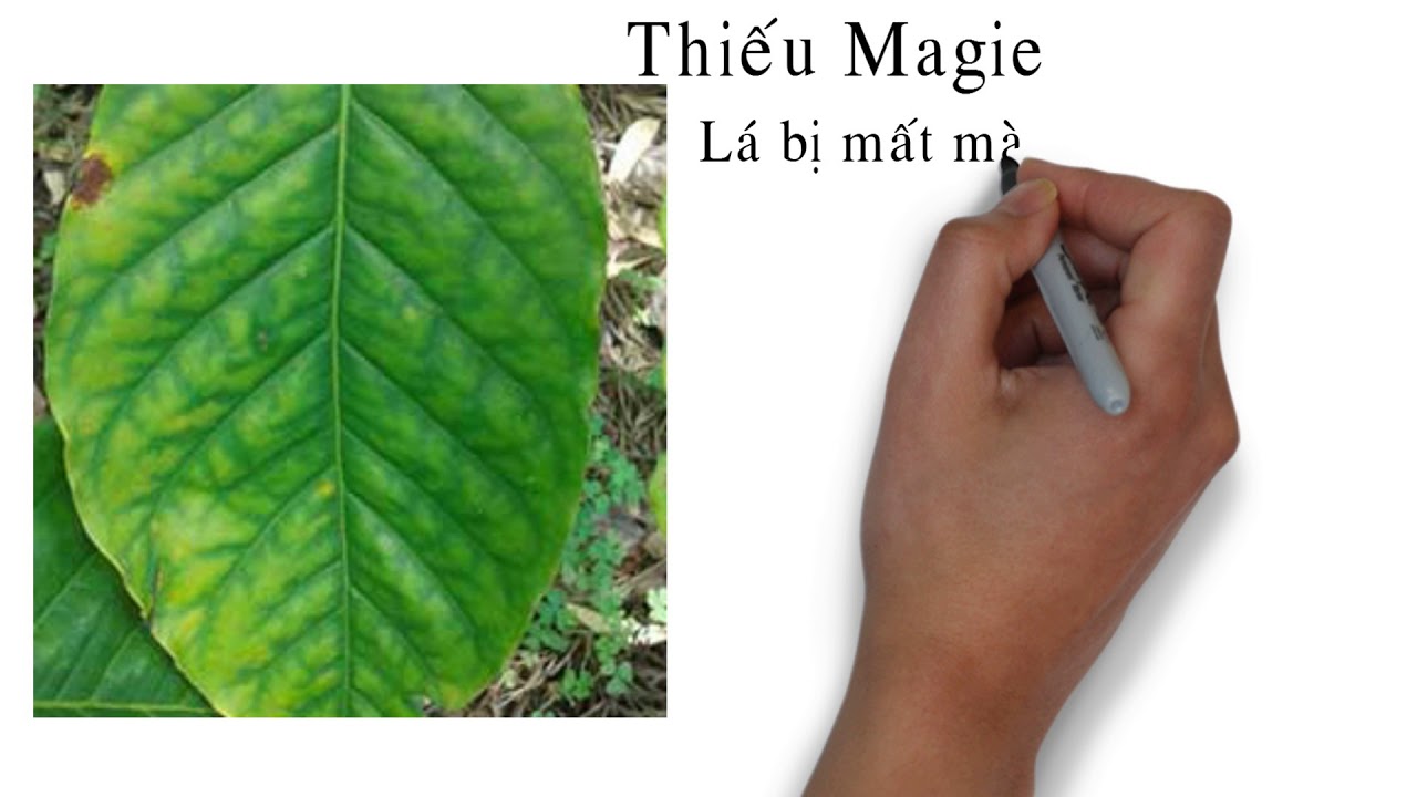 Biểu Hiện Thiếu Dinh Dưỡng Trên Cây Cà Phê