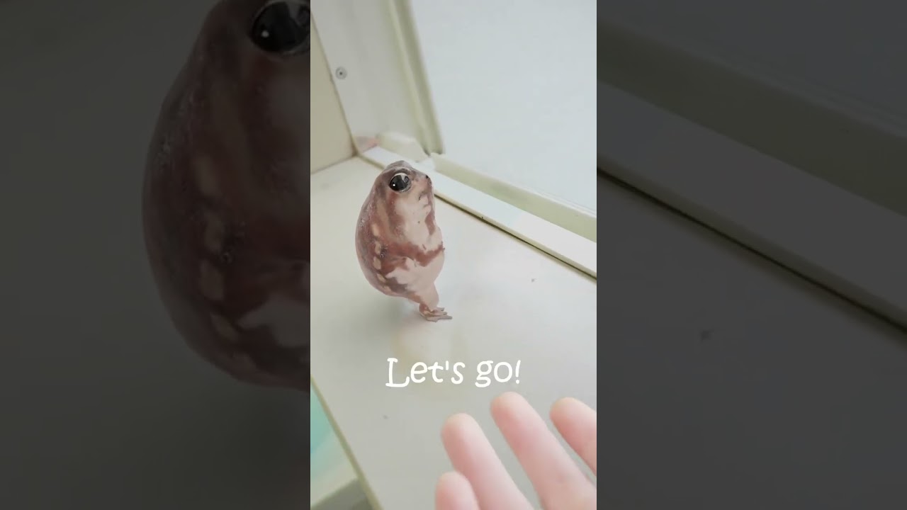 #rainfrog #japan