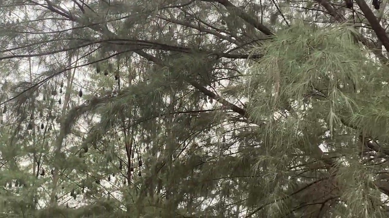 Giant Red Haired Bats on Tioman Island (Walking the Earth; Malaysia)