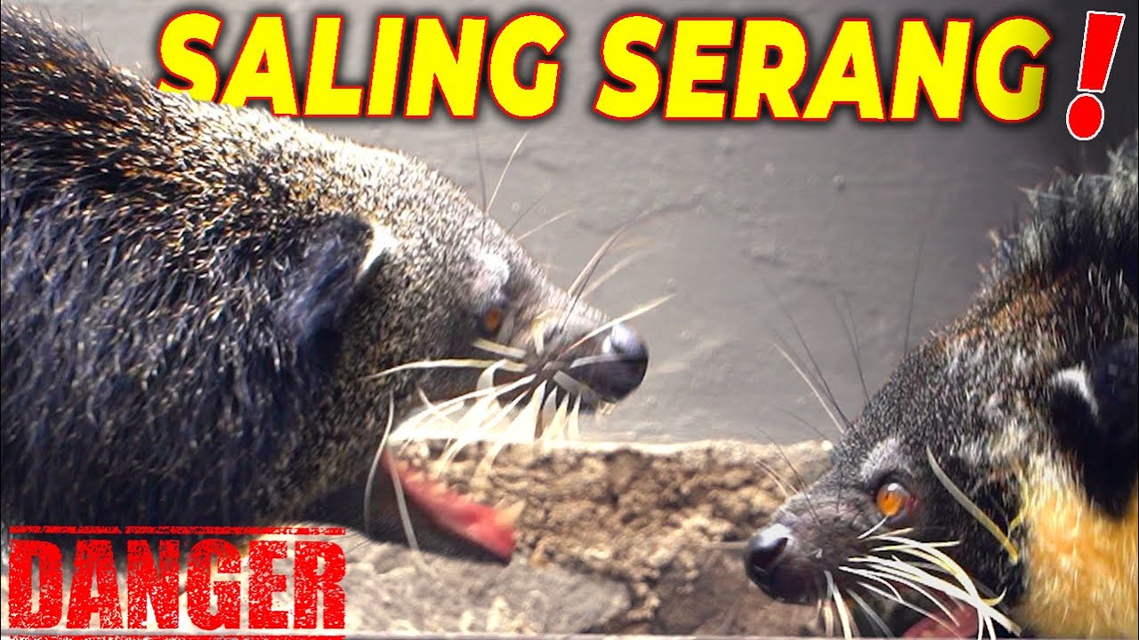 TERPANTAU KAWIN 😍 .. BINTURONG GUE HAMIL?? LANGSUNG PISAHIN MOZA, YANG BERAKIBAT FAT4L..‼️