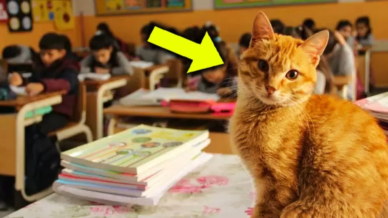 Stray Cat Came To a Math Class Every Day, Then The Unimaginable Happened!
