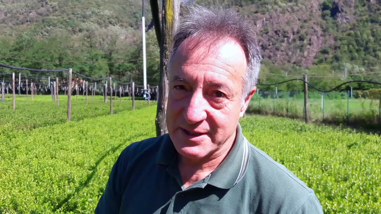 4 segreti per avere delle splendide piante acidofile