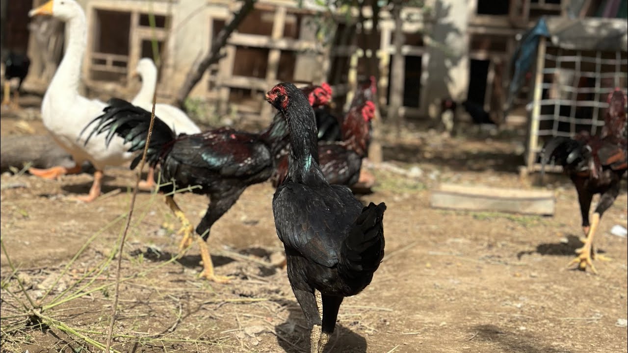 Best chicken | aseel chickens setup 