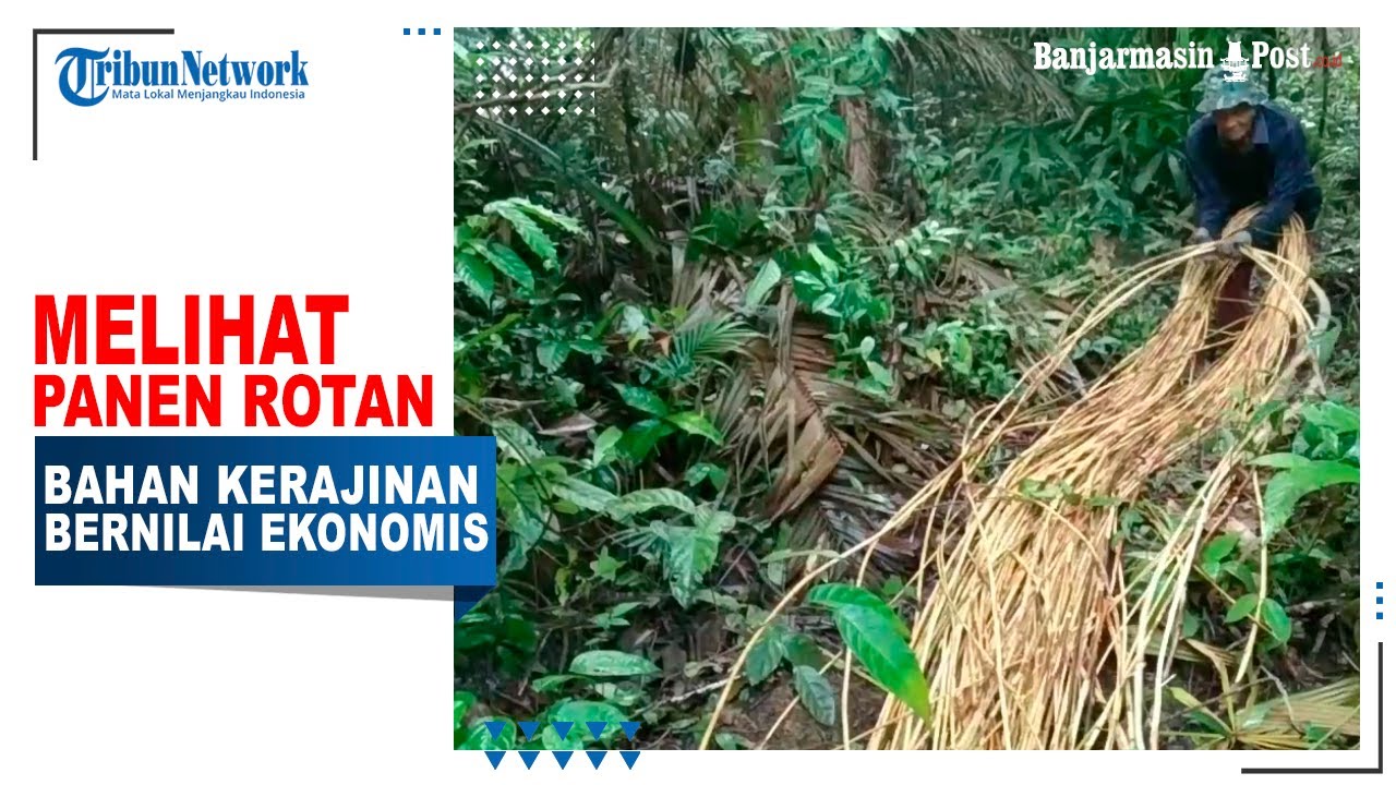 Melihat Panen Rotan, Bahan Kerajinan yang Bernilai Ekonomis