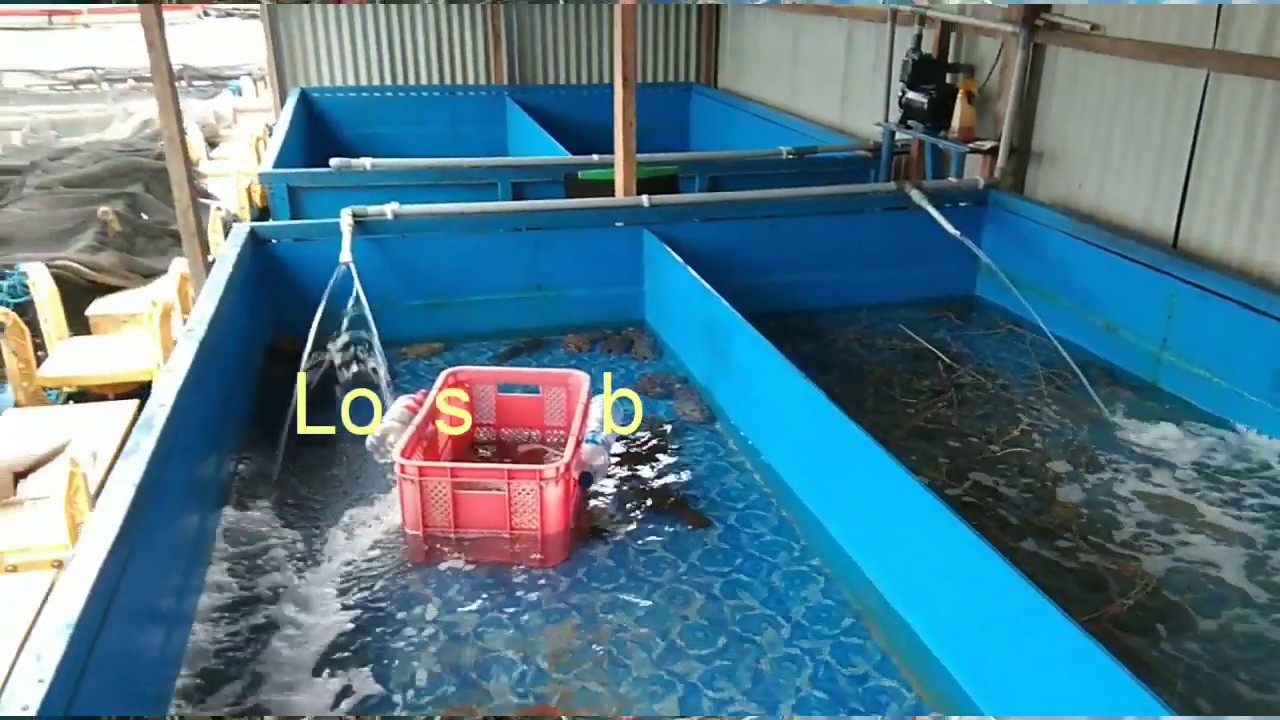 Penangkaran Lobster air laut