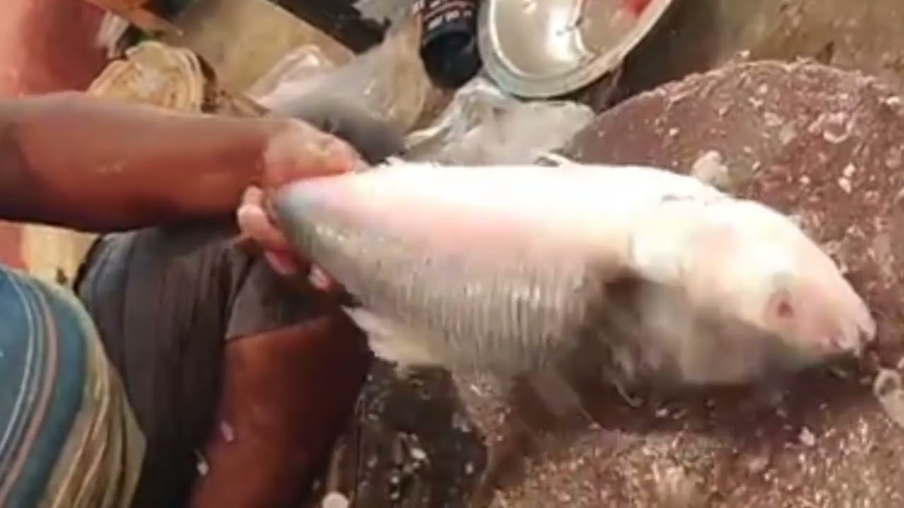 fast cutting skills and bd fish & fishing life fish cutting in market