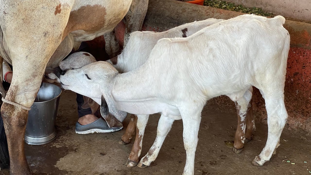 Latest updates at Jogmaya Gaushala with marwari horses, gir lildi cows, banni buffalos kankrej cows