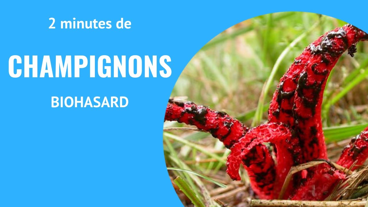 Quel est le plus grand organisme du monde ? Deux minutes sur les champignons !