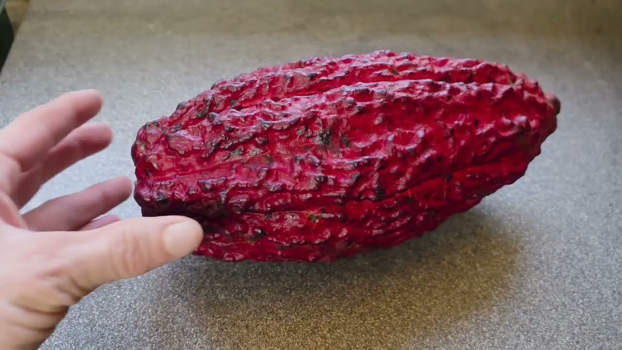 Выращивание какао-бобов из шоколадных стручков