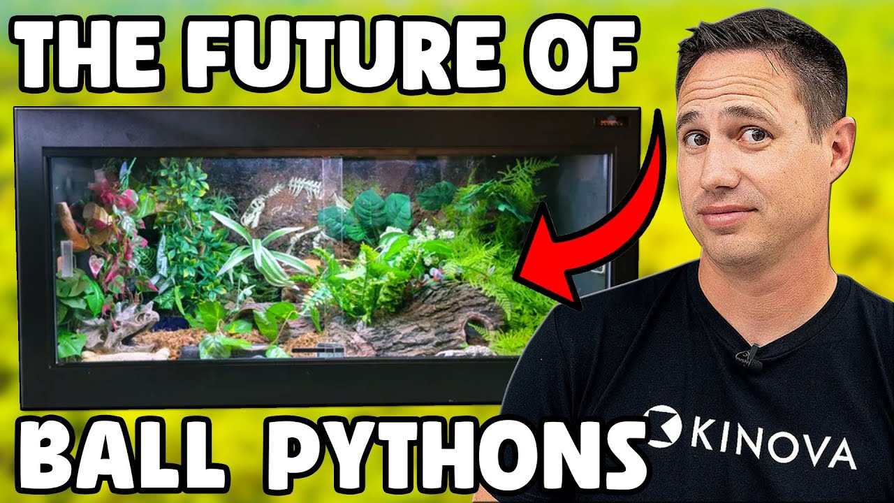 Ball Python Breeding Just Changed Forever!