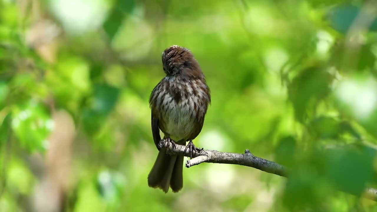 Umeanza safari - Lyrics