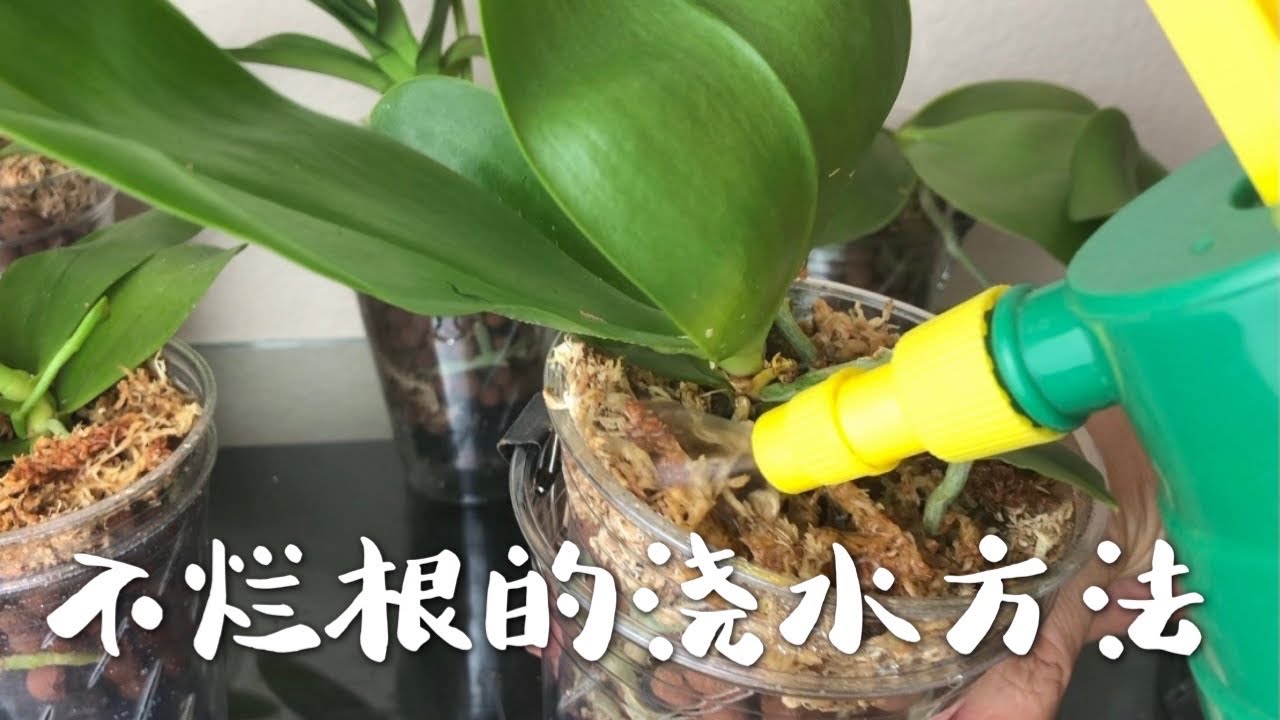 兰花-不烂根的浇水方法 原生种蝴蝶兰的浇水，与外杯的小妙招 Watering the orchids