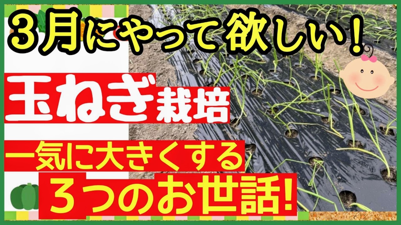 【3月が超重要！玉ねぎ栽培】絶対にやって欲しい♪大きなタマネギを収穫する3つの秘策～初心者プランター栽培・2回目の追肥～