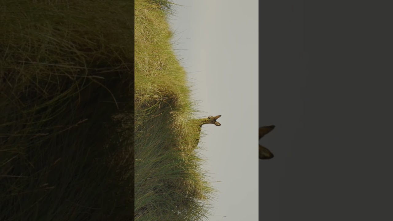 Newburgh hidden gem of Scotland 🏴󠁧󠁢󠁳󠁣󠁴󠁿 