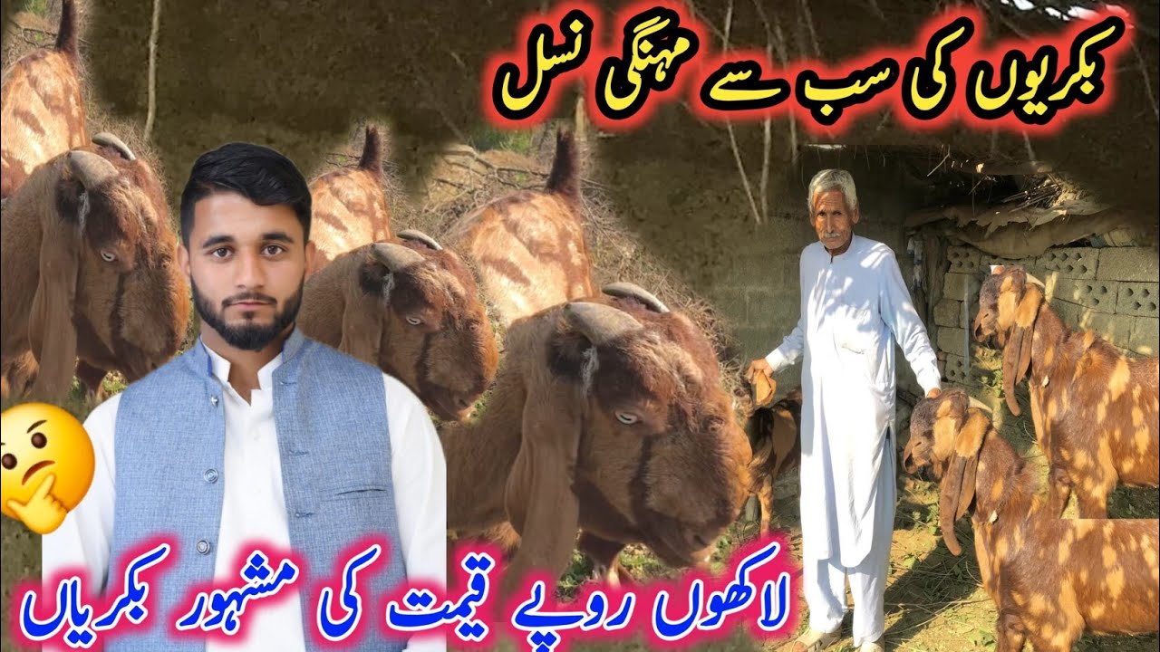 Goats of All overprice be generation|Lakhs rupees costing of famous goats🤔/new video 2025|#zaeemajk 