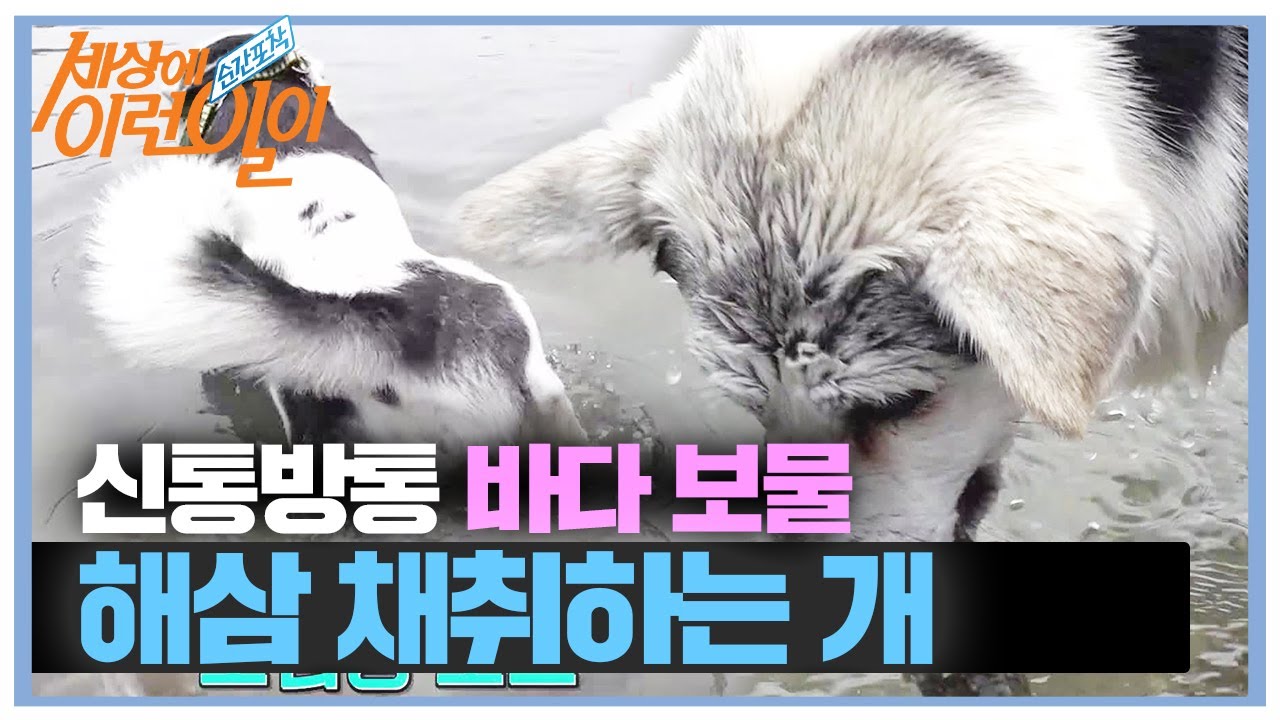 신통방통! 바닷속 보물 ‘해삼’ 채취하는 개ㅣ순간포착 세상에 이런 일이(Instant Capture)ㅣSBS Story