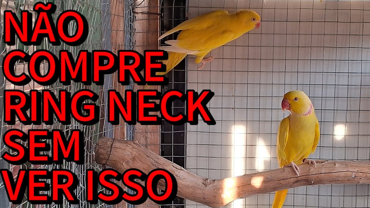 Não invista em Ring neck sem ver isso