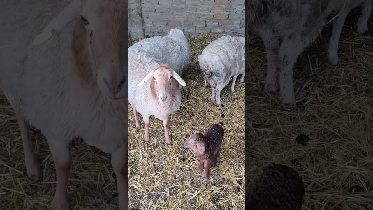 Как проходит и чем кормление овец. 