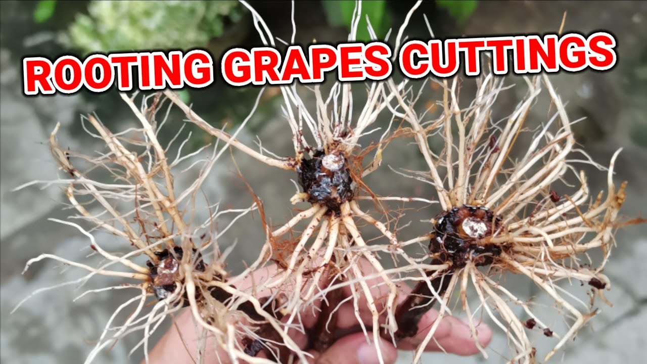 ROOTING GRAPES CUTTINGS VER.2 | PAANO MAGPA UGAT NG GRAPES CUTTINGS VER.2