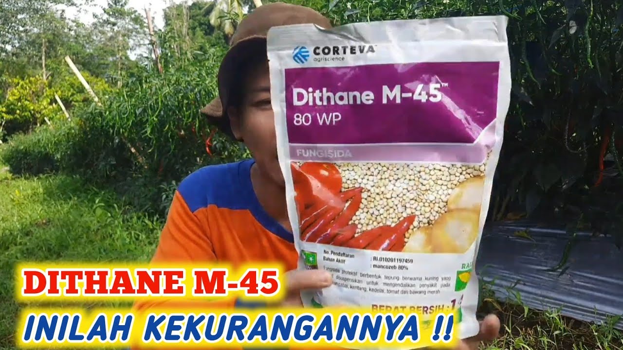 KURANGAN FUNGISIDA DITHANE M-45 UNTUK TANAMAN CABE