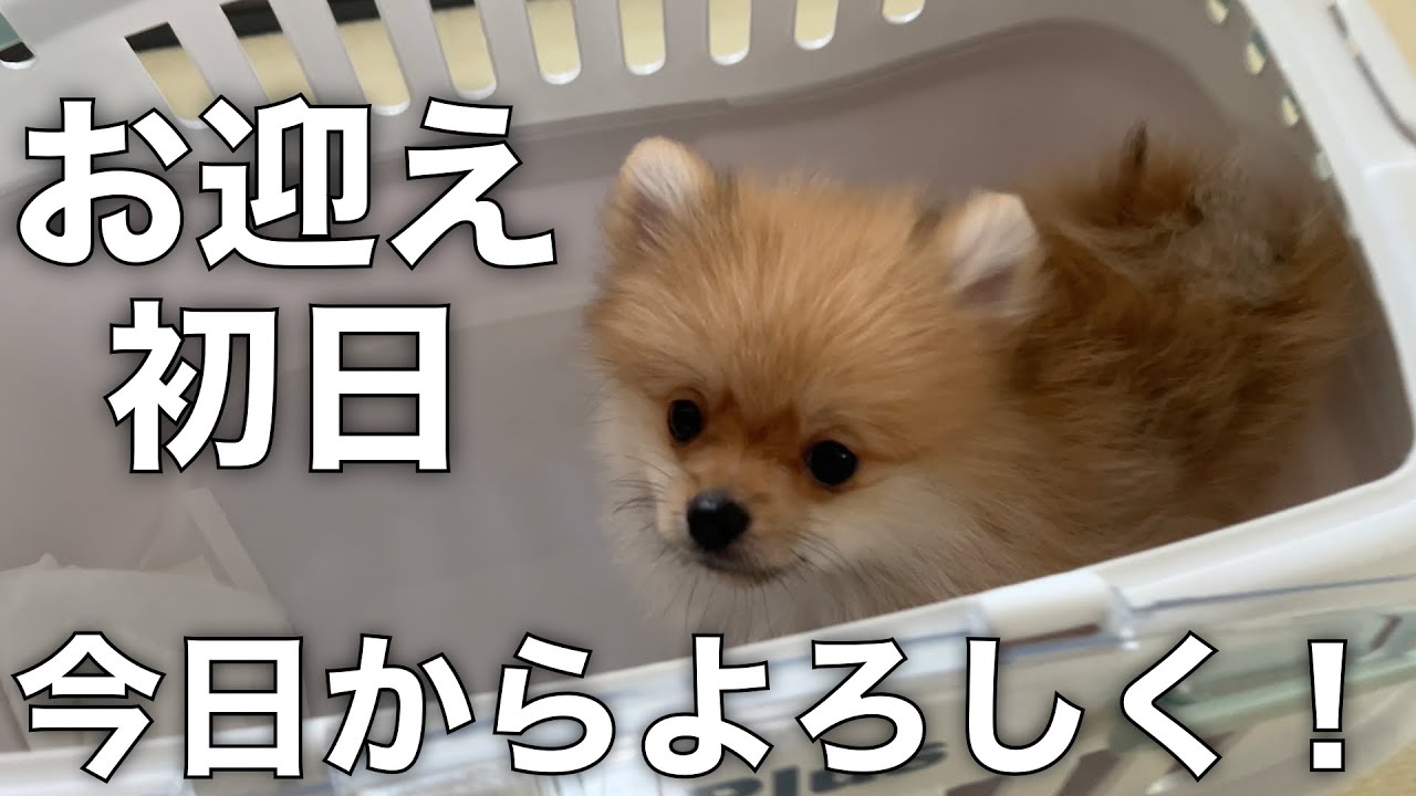 【vlog】ポメラニアンの子犬をお迎えした初日ルーティン【初投稿】