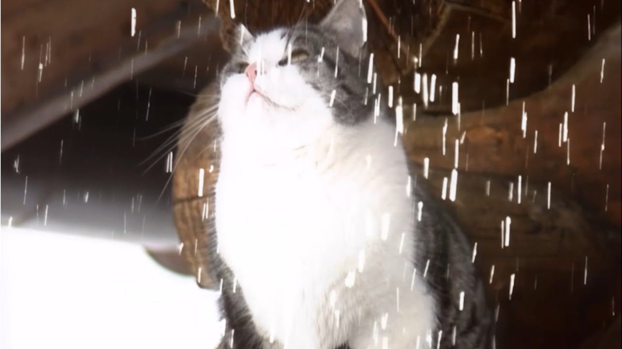 Es schneit | Rolf Zuckowski - Warten auf den ersten Schnee