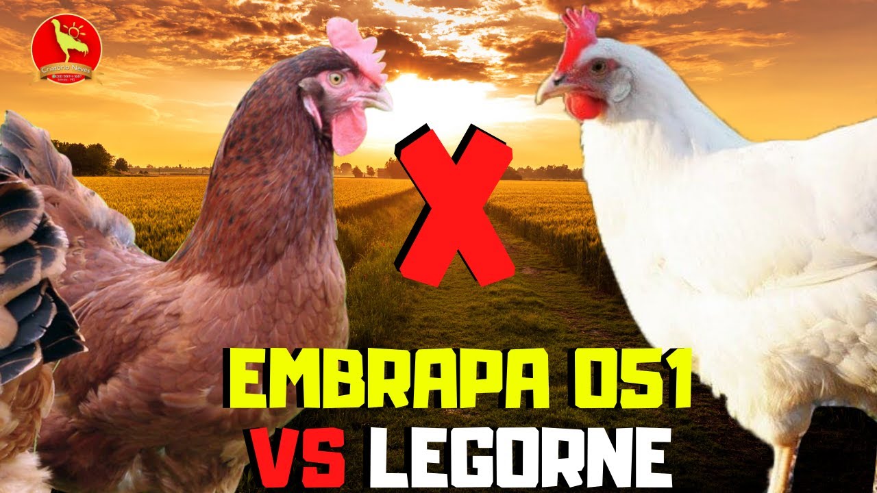 EMBRAPA 051 OU LEGORNE? Qual é a melhor para CRIAÇÃO DE AVES?