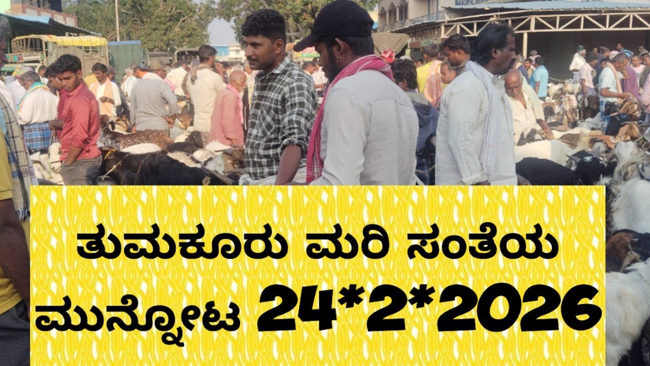 ತುಮಕೂರು ಕುರಿ ಮೇಕೆ ಗಳ ಹಬ್ಬ #, 24*2*2026#@ agrianimals