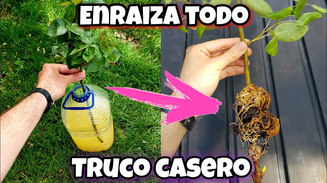 ENRAIZA Cualquier PLANTA Super RÁPIDO! Esquejar y Reproducir Árboles cítricos o Frutales con acodo