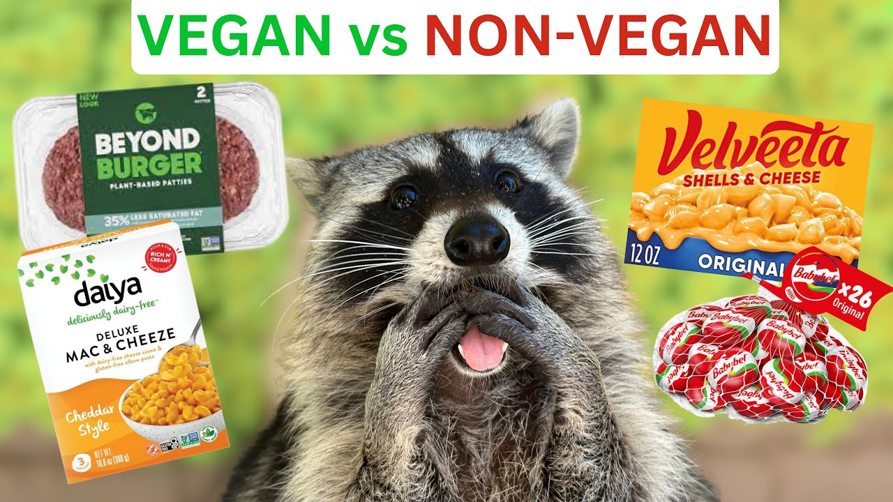 Do Raccoons Want To Be Vegan? (Taste Testing Beyond Burger, Babybel, & Velveeta!)