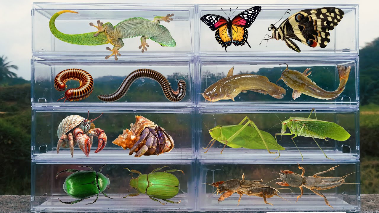 I am hunting for insects in the garden I found a Lizard, Milipede, Giant Katydid, Cricket, Beetle