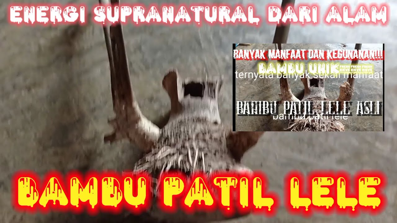 MANFAAT BAMBU PATIL LELE bambu1000khodam#bambubertuah#pringpetukasli#bambupetukterbaru