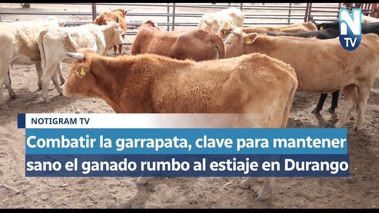 Combatir la garrapata, clave para mantener sano el ganado rumbo al estiaje en Durango
