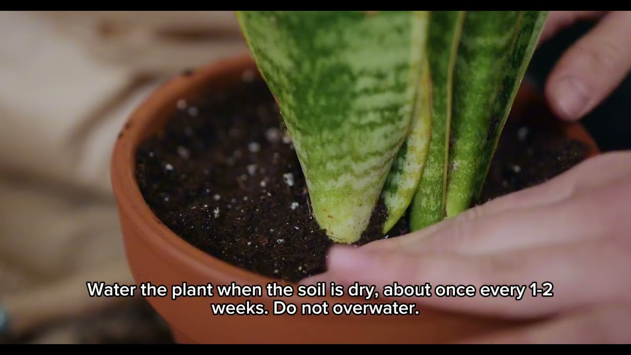 Learn English Through Snake Plant Care - Effective Listening Practice! 🌿🎙️