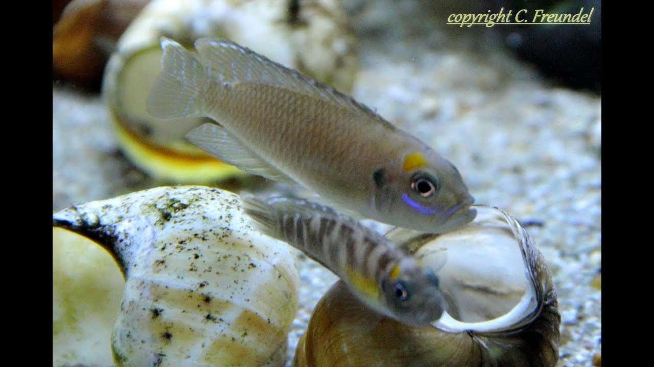 ***NICE***Lamprologus Brevis Kigoma F0 - spawning