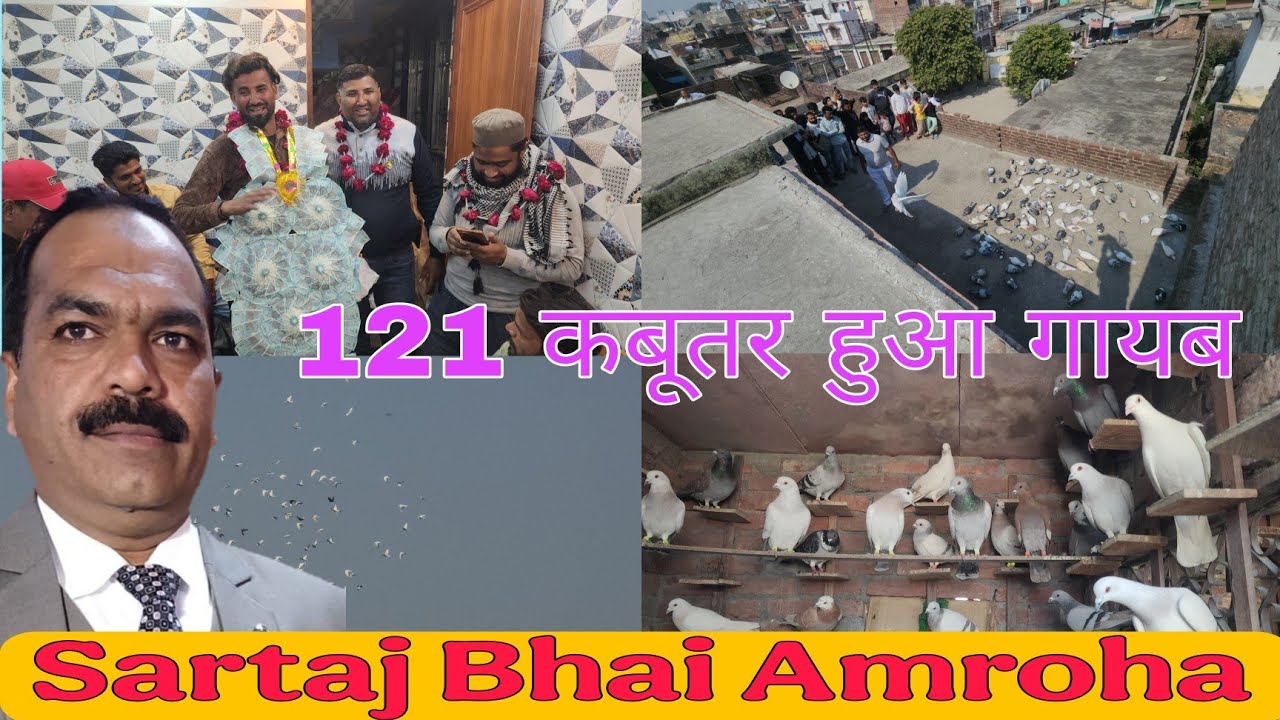 सरताज भाई के 121 कबूतर की दौड़ का शानदार शौक 15-02-2026. अमरोहा की कबूतर बाज़ी।