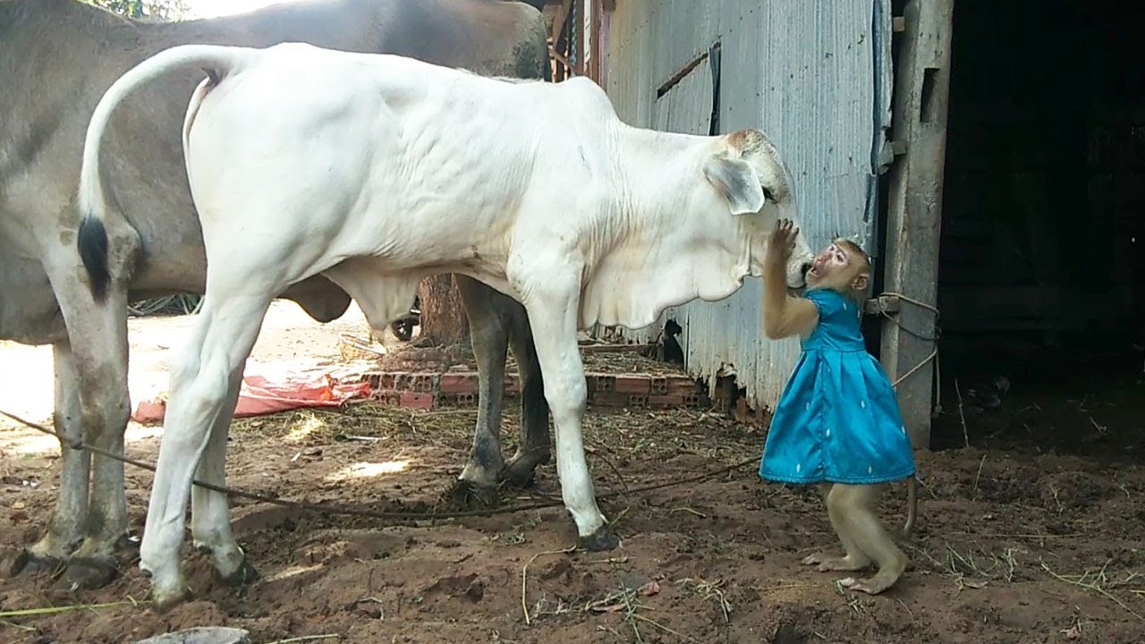 How Monkey YaYa Building Friends To Cow