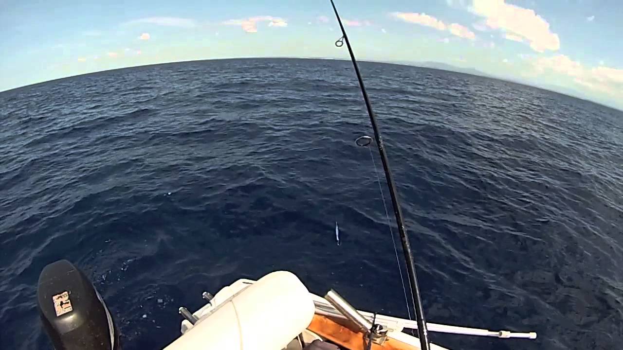 Baby Tuna In Action
