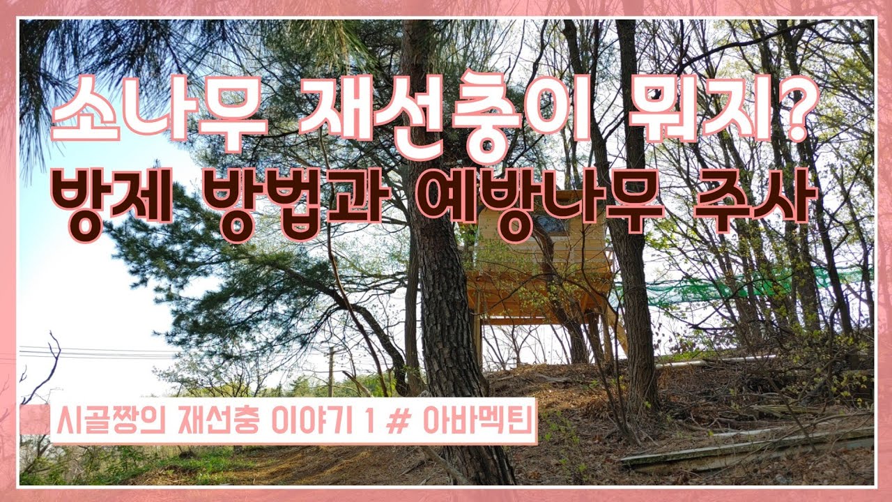 소나무 재선충병 방제방법 # 예방 나무주사 # 시골짱의 재선충이야기 1