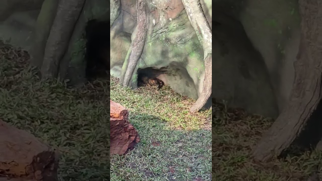 Bhubaneswar e Nandan kanon 🥰🥰🥰