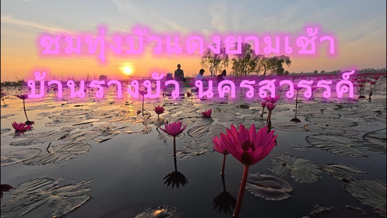 EP 12 ชมทุ่งบัวแดงบานที่บ้านรางบัว   ต. วังมหากร   อ. ท่าตะโก   จ.นครสวรรค์