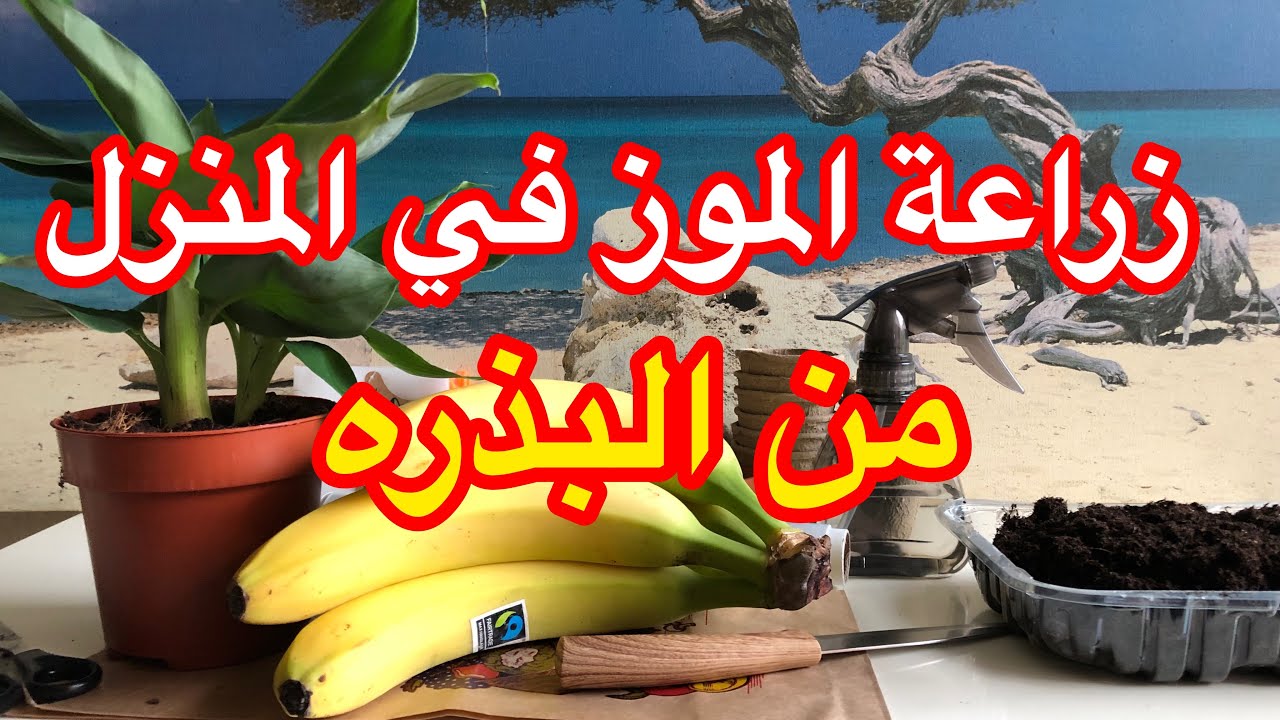 زراعه الموز في المنزل جدآ سهله من البذره