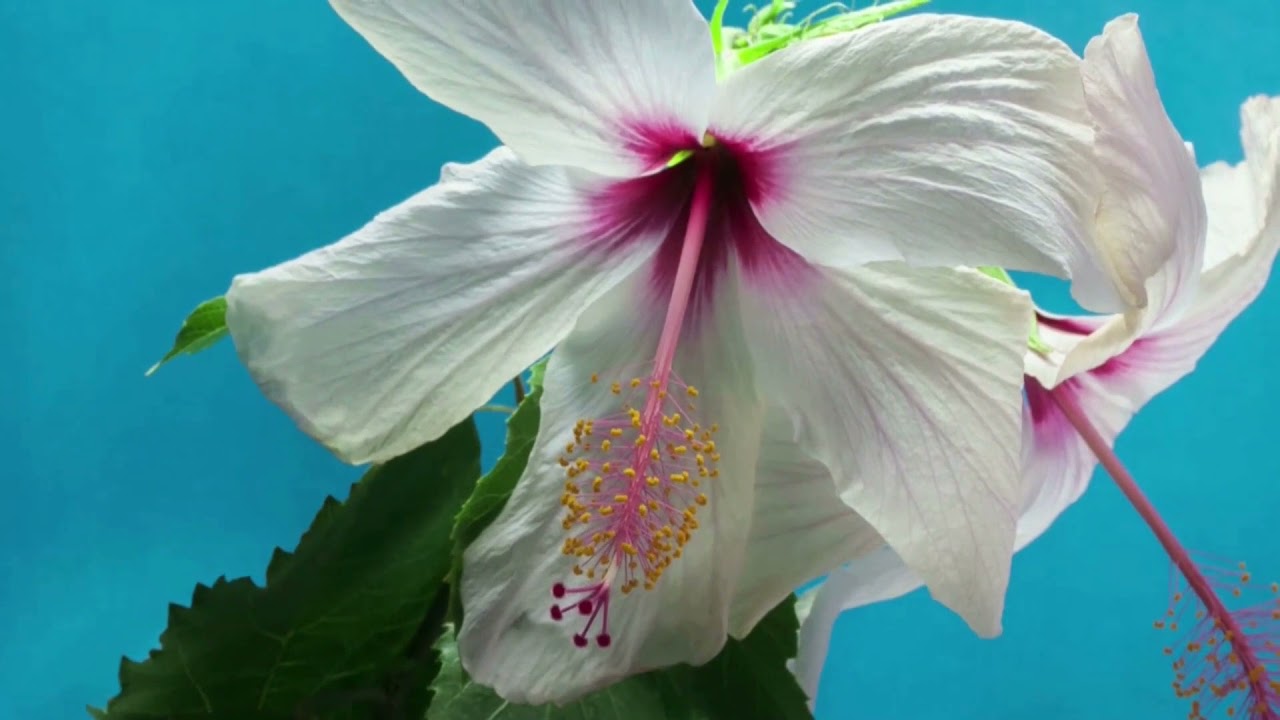 Relaxing Meditation Music for Stress Relief ....Mind Fresh Music..... Investigation Of Nature.