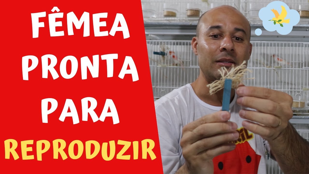 COMO SABER SE A FÊMEA DE CANÁRIO ESTÁ PRONTA PARA REPRODUÇÃO